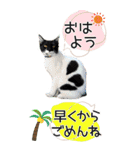 ぬこさんオールスターズ大人の日常会話！！（個別スタンプ：15）