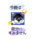ぬこさんオールスターズ大人の日常会話！！（個別スタンプ：17）