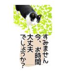 ぬこさんオールスターズ大人の日常会話！！（個別スタンプ：19）