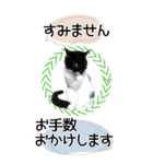 ぬこさんオールスターズ大人の日常会話！！（個別スタンプ：21）