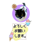 ぬこさんオールスターズ大人の日常会話！！（個別スタンプ：23）