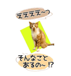 ぬこさんオールスターズ大人の日常会話！！（個別スタンプ：25）