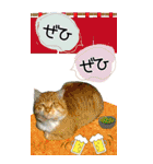 ぬこさんオールスターズ大人の日常会話！！（個別スタンプ：26）