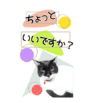 ぬこさんオールスターズ大人の日常会話！！（個別スタンプ：27）