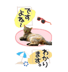 ぬこさんオールスターズ大人の日常会話！！（個別スタンプ：28）