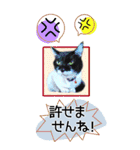 ぬこさんオールスターズ大人の日常会話！！（個別スタンプ：29）