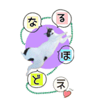 ぬこさんオールスターズ大人の日常会話！！（個別スタンプ：30）