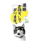 ぬこさんオールスターズ大人の日常会話！！（個別スタンプ：31）