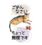 ぬこさんオールスターズ大人の日常会話！！（個別スタンプ：33）