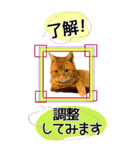 ぬこさんオールスターズ大人の日常会話！！（個別スタンプ：34）