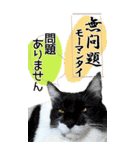 ぬこさんオールスターズ大人の日常会話！！（個別スタンプ：36）