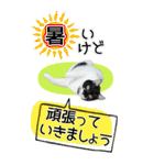 ぬこさんオールスターズ大人の日常会話！！（個別スタンプ：38）
