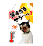 ぬこさんオールスターズ大人の日常会話！！（個別スタンプ：39）