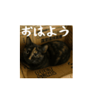 小花達と猫ライフ（日本語）（個別スタンプ：1）