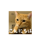 小花達と猫ライフ（日本語）（個別スタンプ：2）