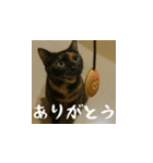 小花達と猫ライフ（日本語）（個別スタンプ：3）