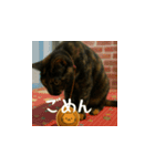 小花達と猫ライフ（日本語）（個別スタンプ：4）