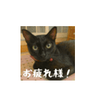 小花達と猫ライフ（日本語）（個別スタンプ：5）