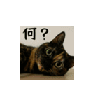 小花達と猫ライフ（日本語）（個別スタンプ：6）