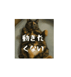 小花達と猫ライフ（日本語）（個別スタンプ：7）