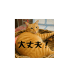 小花達と猫ライフ（日本語）（個別スタンプ：8）