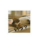 小花達と猫ライフ（日本語）（個別スタンプ：9）