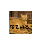 小花達と猫ライフ（日本語）（個別スタンプ：11）