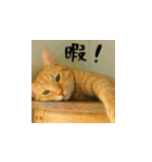 小花達と猫ライフ（日本語）（個別スタンプ：12）