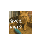 小花達と猫ライフ（日本語）（個別スタンプ：13）