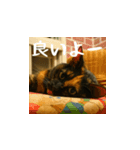 小花達と猫ライフ（日本語）（個別スタンプ：14）