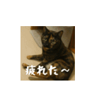 小花達と猫ライフ（日本語）（個別スタンプ：15）