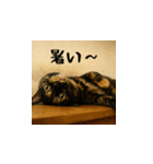 小花達と猫ライフ（日本語）（個別スタンプ：16）
