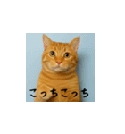 小花達のちょい笑スタンプ（日本語）（個別スタンプ：2）