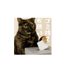 小花達のちょい笑スタンプ（日本語）（個別スタンプ：9）