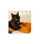 小花達のちょい笑スタンプ（日本語）（個別スタンプ：11）