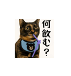 小花達のちょい笑スタンプ（日本語）（個別スタンプ：13）