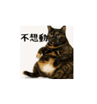 小花達のちょい笑スタンプ（台湾華語）（個別スタンプ：7）