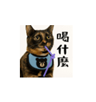 小花達のちょい笑スタンプ（台湾華語）（個別スタンプ：11）