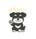 シュナウザー B＆S 日常①（個別スタンプ：7）