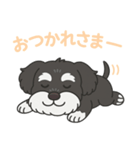 シュナウザー B＆S 日常①（個別スタンプ：8）
