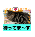 メンタル屋#あいさつ#猫#癒やし#いろいろ（個別スタンプ：4）