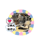 メンタル屋#あいさつ#猫#癒やし#いろいろ（個別スタンプ：5）