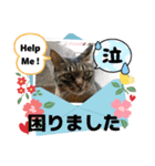 メンタル屋#あいさつ#猫#癒やし#いろいろ（個別スタンプ：6）