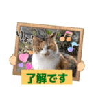 メンタル屋#あいさつ#猫#癒やし#いろいろ（個別スタンプ：8）