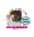 メンタル屋#あいさつ#猫#癒やし#いろいろ（個別スタンプ：9）