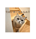 O次郎のいる生活（個別スタンプ：1）