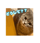 O次郎のいる生活（個別スタンプ：2）