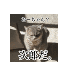 O次郎のいる生活（個別スタンプ：3）