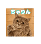 O次郎のいる生活（個別スタンプ：5）