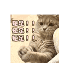 O次郎のいる生活（個別スタンプ：6）